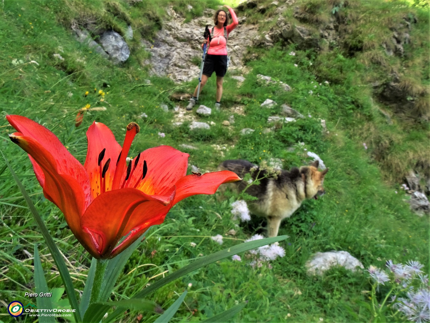 72 Lilium bulbiferum (Giglio rosso o giglio di San Giovanni).JPG